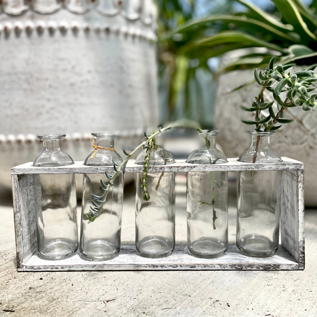 5-Bottle Glass Propagation Kit in Paulownia Wooden Display