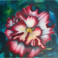 "Appreciation" | Original Pink Begonia Floral Art, 10"x10"