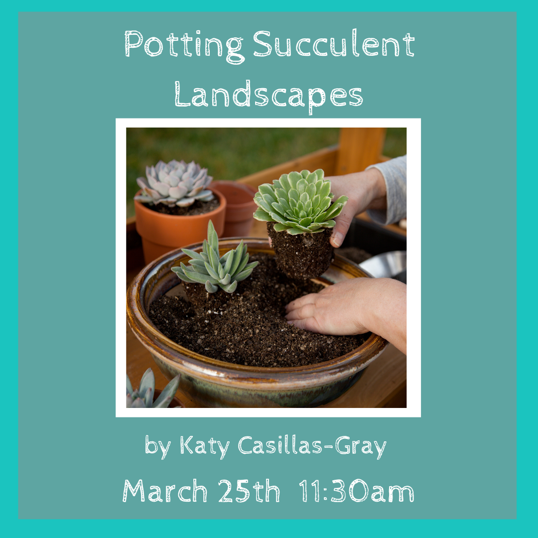 Potting Succulent Landscapes- A LunchHour Class