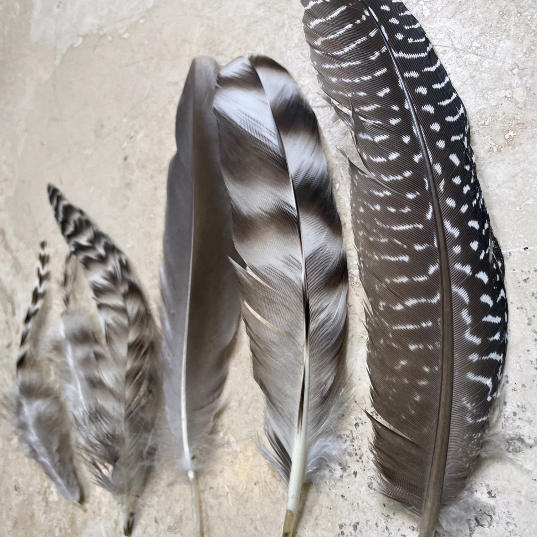 Mixed Bag of Chicken and Emu Feathers- All Natural, Craft Use