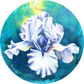 Iris | Artist-Designed Vinyl 2.5" Sticker