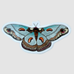 Cecropia moth die-cut art sticker featuring hand-drawn blue wings with orange, cream, and black markings, illustrated by artist Katy Casillas-Gray.