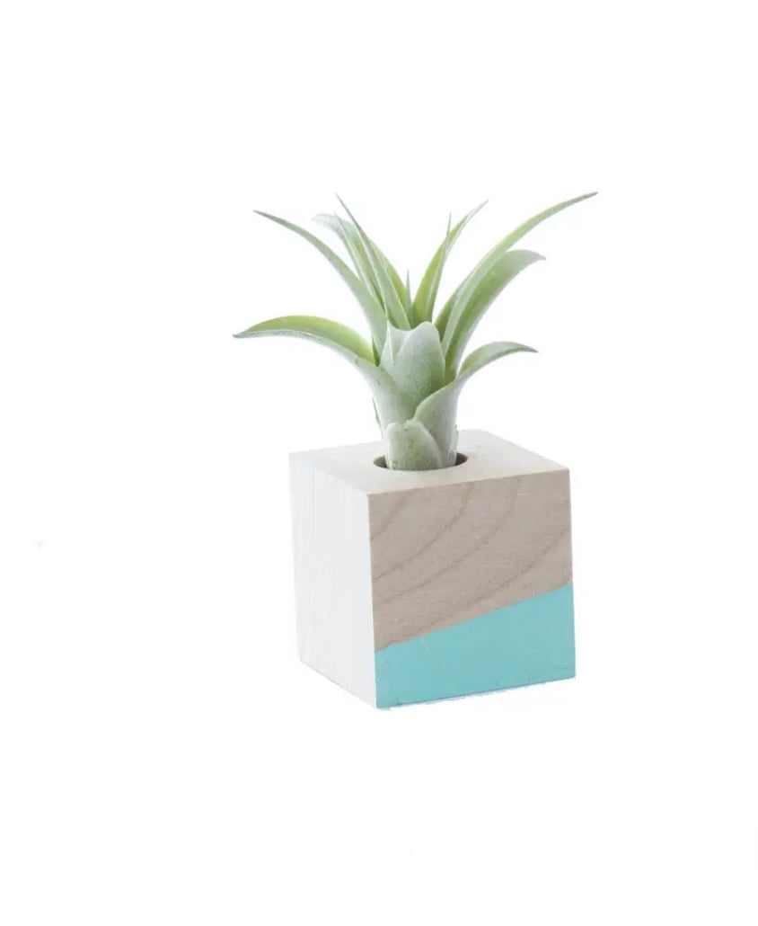 Modern Air Plant Cube Magnets