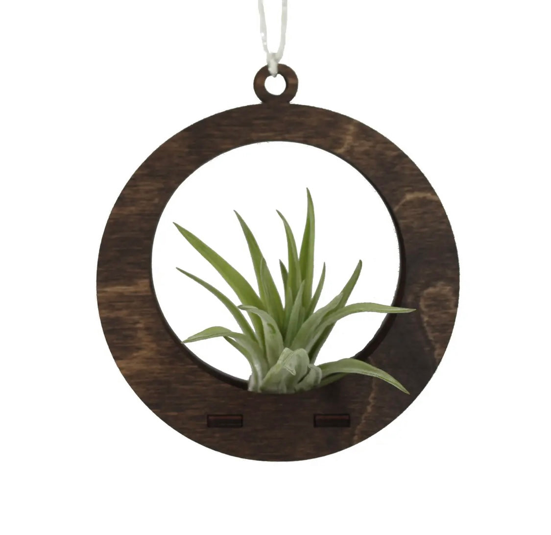 Mini Wooden Air Plant Hanger & Air Plant