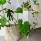 Ivory Braided Planter Cover/Storage Basket