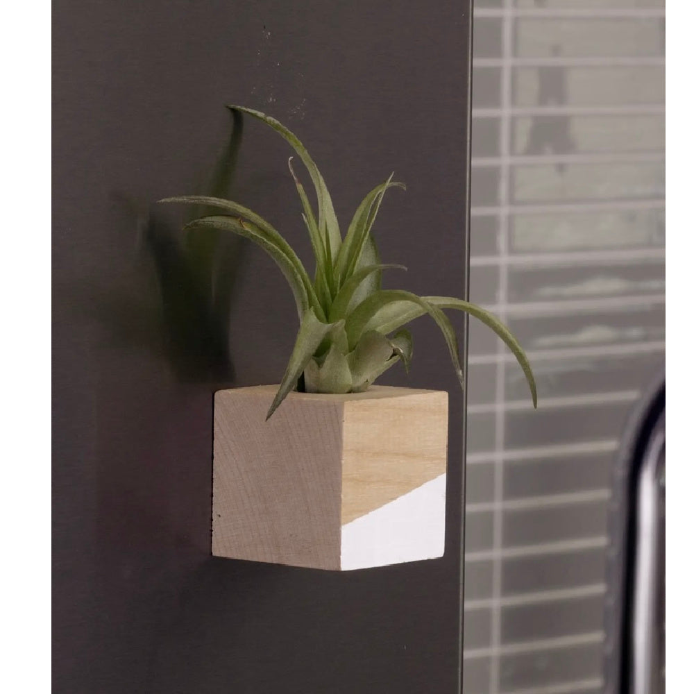 Modern Air Plant Cube Magnets