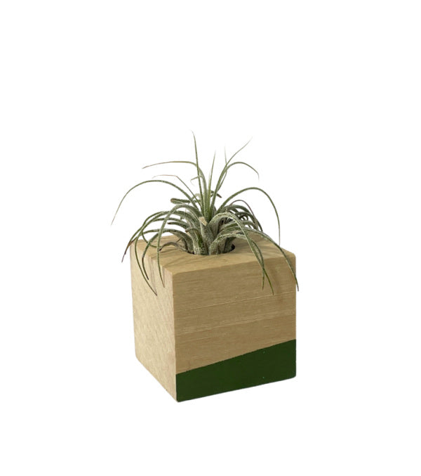 Modern Air Plant Cube Magnets